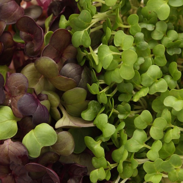 Krasse Shisomix låda