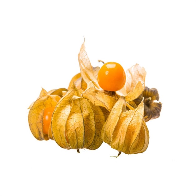 Physalis i ask