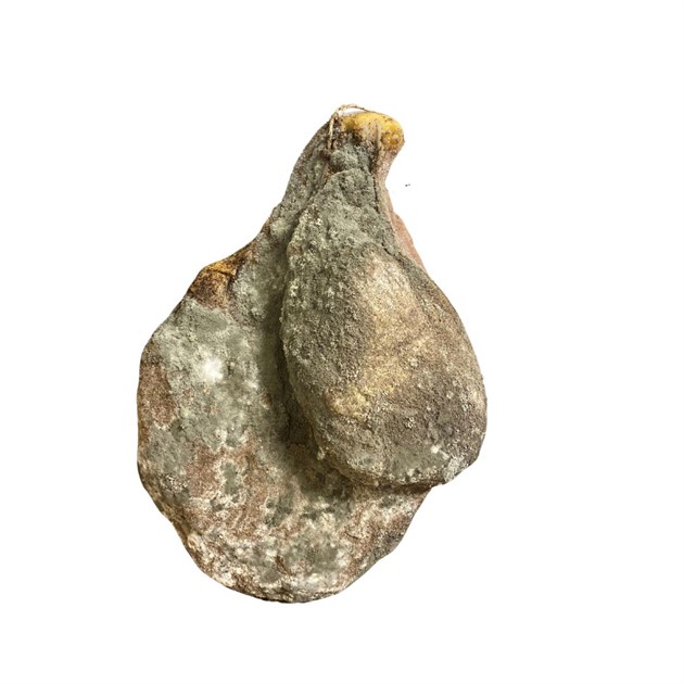 Prosciutto Toscano ca 5 kg