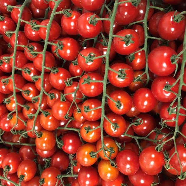 Tomat Cheritas kvist kg