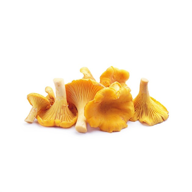 Svamp Kantarell Import kg