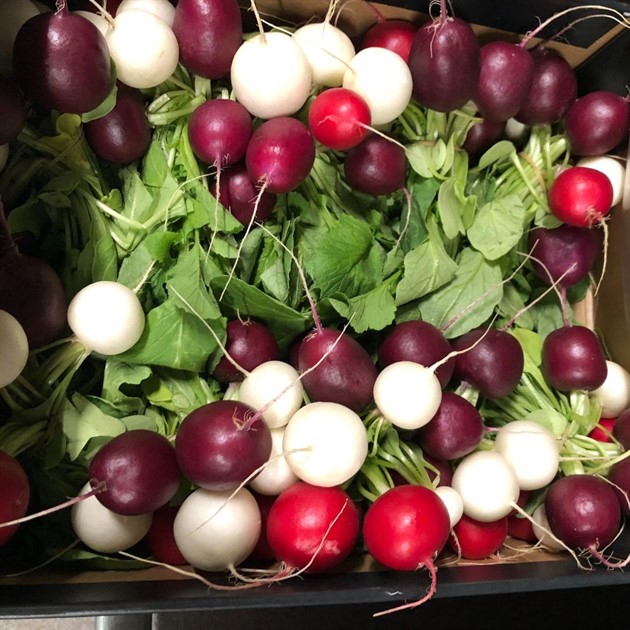 Rädisor mix knippe